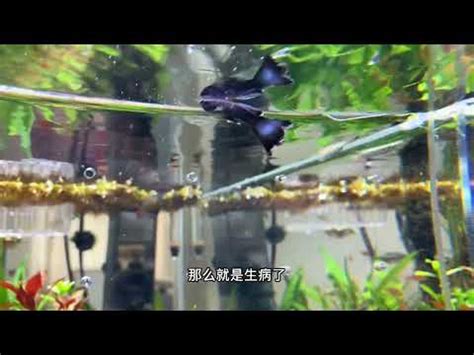 死掉的魚怎麼處理|11個導致孔雀魚死亡的原因(如何預防)